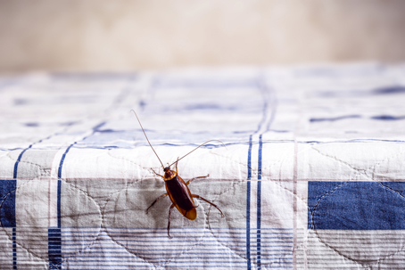 Cockroach Infestation