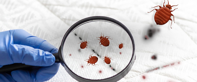 Bed Bugs, Cockroaches & Rats