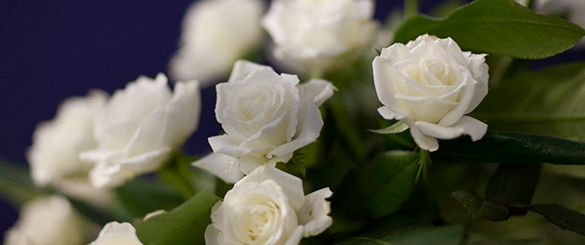 Lesiones Catastróficas y Homicidio Culposo