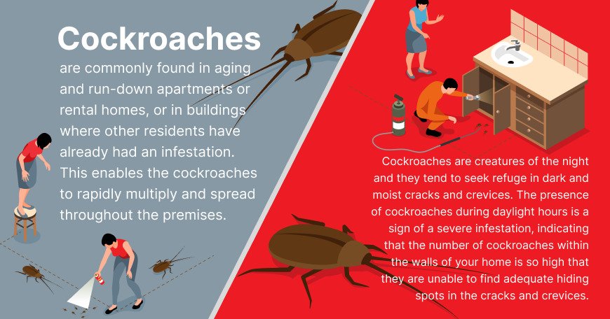 where do cockroaches hide
